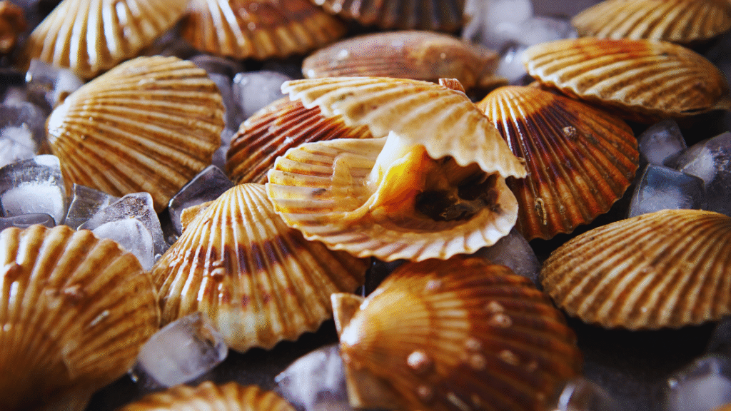 How to Cook Scallops